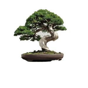 Bonsai Tamanho P