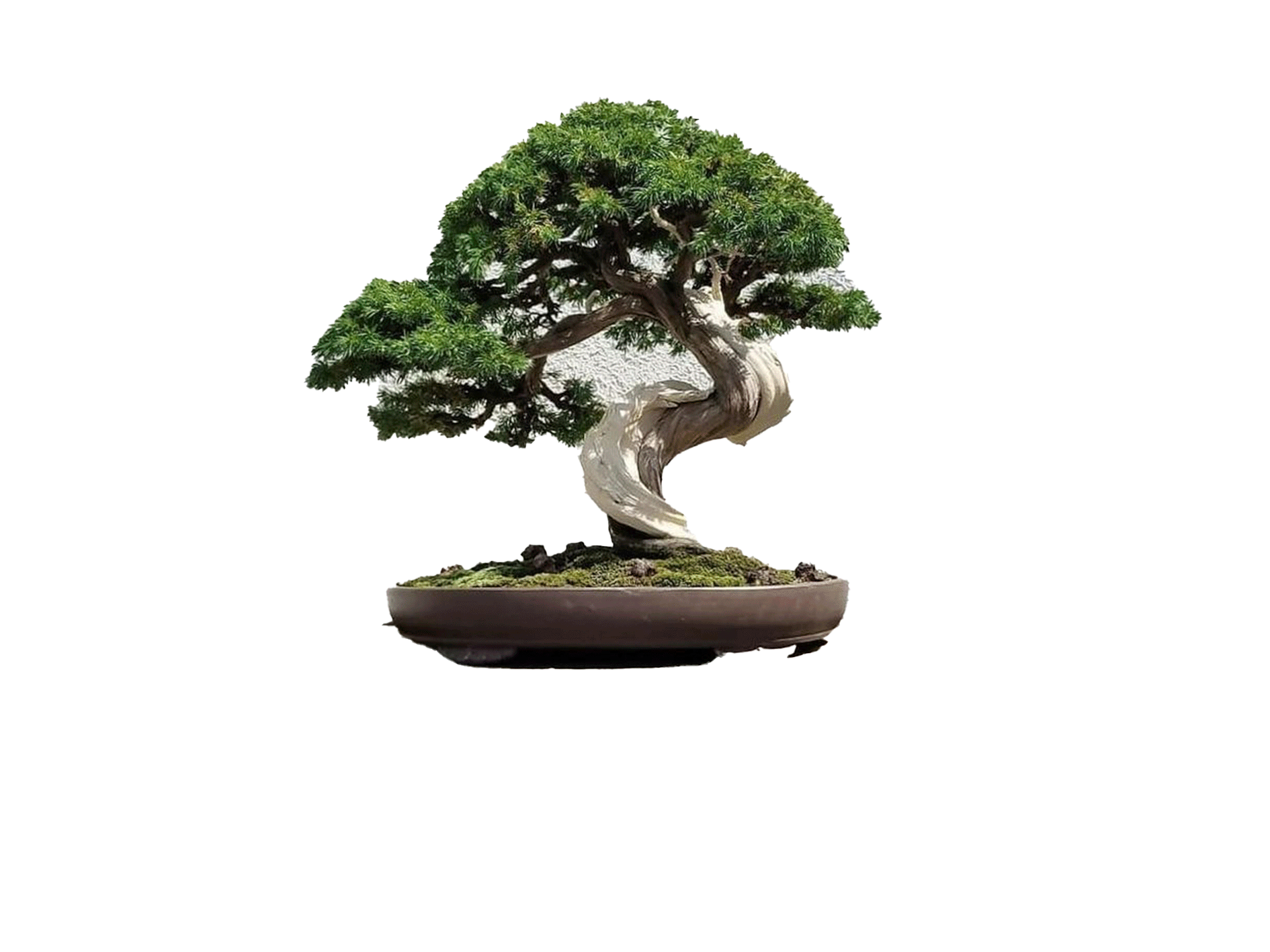 Bonsai Tamanho P