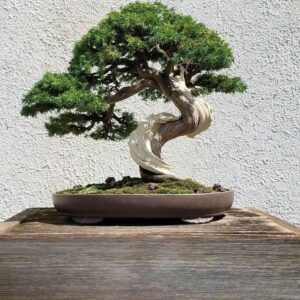 Bonsai Tamanho M