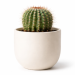 Planta Cacto