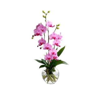Orquídea