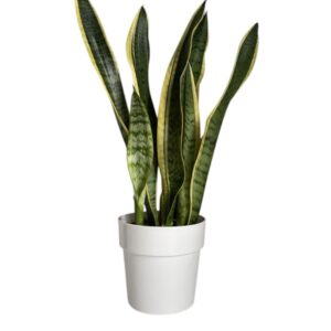 Planta Espada de São Jorge