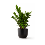 Planta Zamioculca