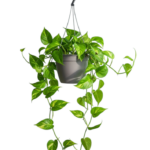 Planta Jibóia