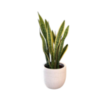 Planta Espada de São Jorge