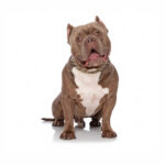 American Bully