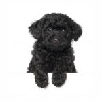 Caniche Poodle