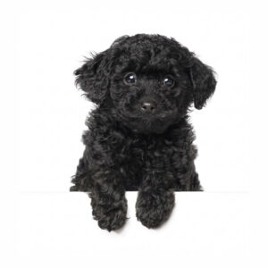 Caniche Poodle