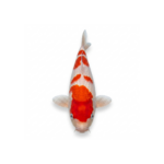 Peixe Carpas