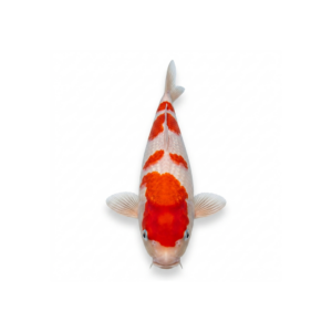 Peixe Carpas