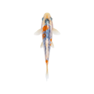 Peixe Carpa Azul-Cinza