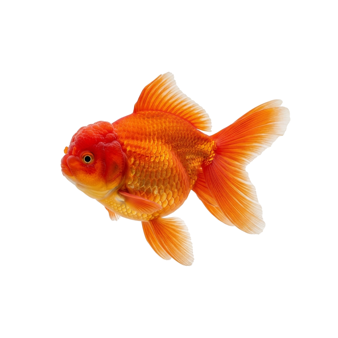 PEIXE NOIVAS RANCHO ORANDA 2