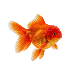 Peixe Noiva Rancho Oranda