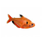 Peixe Cerpas