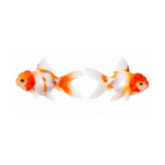 Peixes Noivas Cabeça