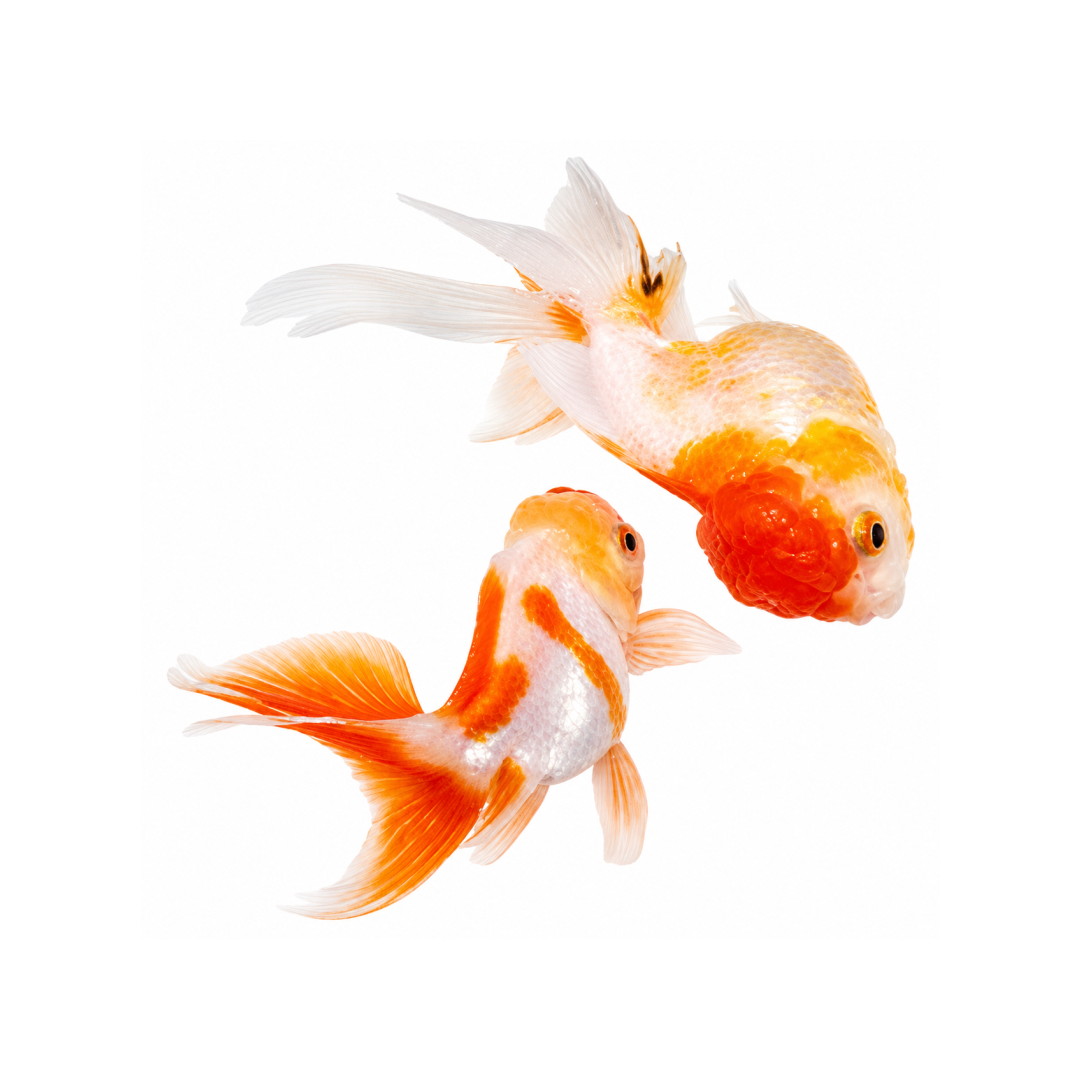 Peixe NOIVAS CABEÇA 2
