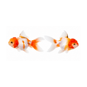 Peixes Noivas Cabeça
