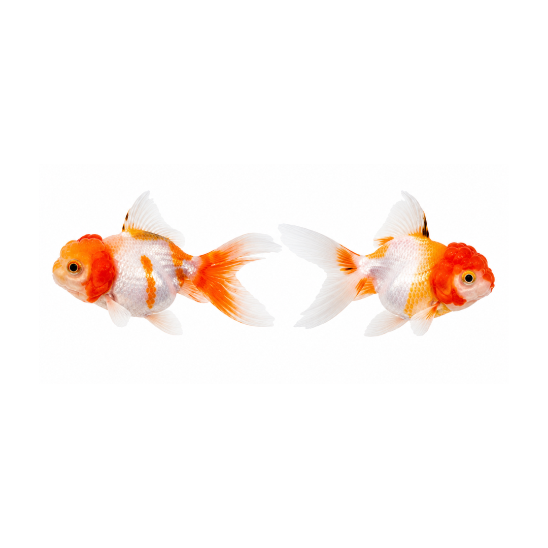 Peixes Noivas Cabeça