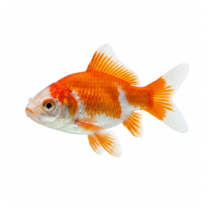 Peixe Noiva