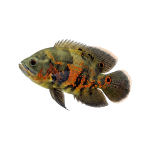 Peixe Óscar Negro