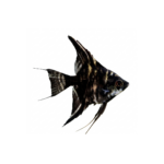 Peixe anjo negro