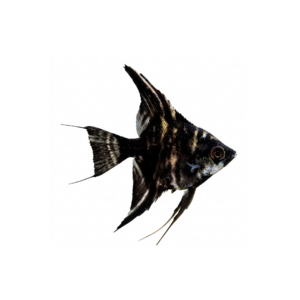 Peixe anjo negro