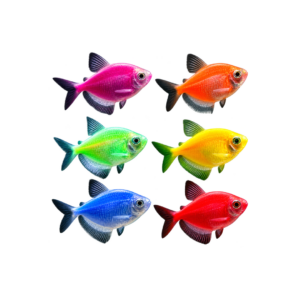 Peixe Viúva Multicor